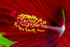 USA, Colorado, Fort Collins. Close-up of hibiscus flower. Art Print